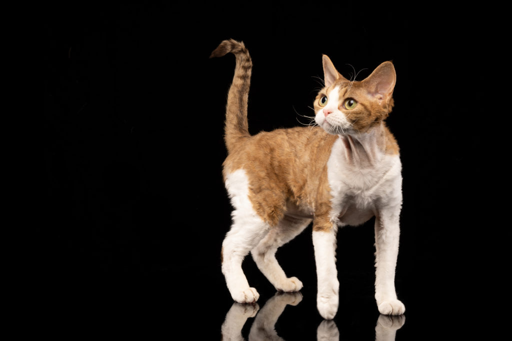 Devon Rex von Rhenania, Jones